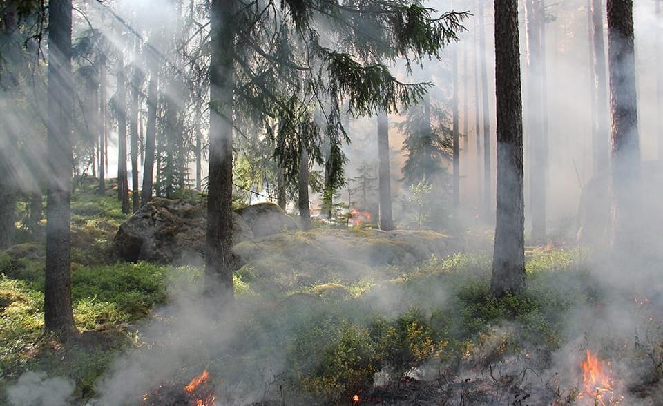 Sistemas de monitoreo y alerta de incendios forestales