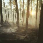 Incendi boschivi: parla ISPRA
