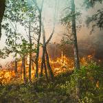 Intervista a Francesco Ronco: la Regione Puglia investe per ridurre il rischio di incendi boschivi