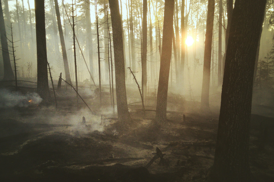 Incendi boschivi: parla ISPRA